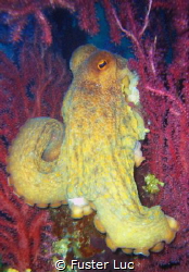 Octopus playing inside sea fans.compact LUMIX FX01. Ile P... by Fuster Luc 